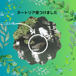 ヌートリア見つけました