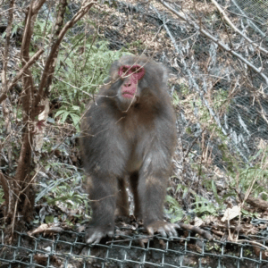 猿に遭遇・椿と虹の箕面大滝・猫
