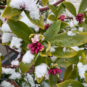 沈丁花が咲きそうです